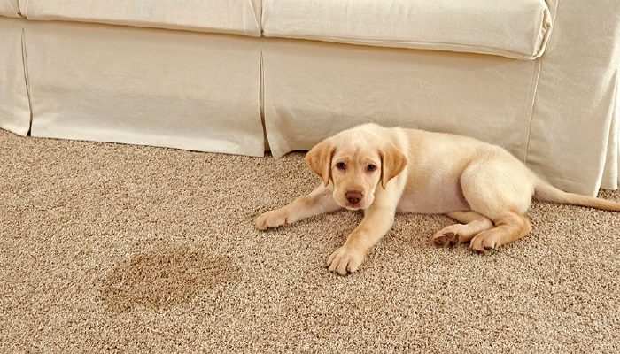 Prevent Water Damage To Your Carpet